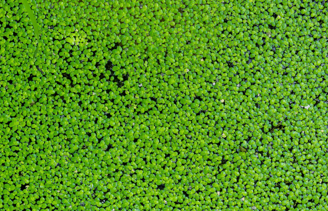 Duckweed-lake.png