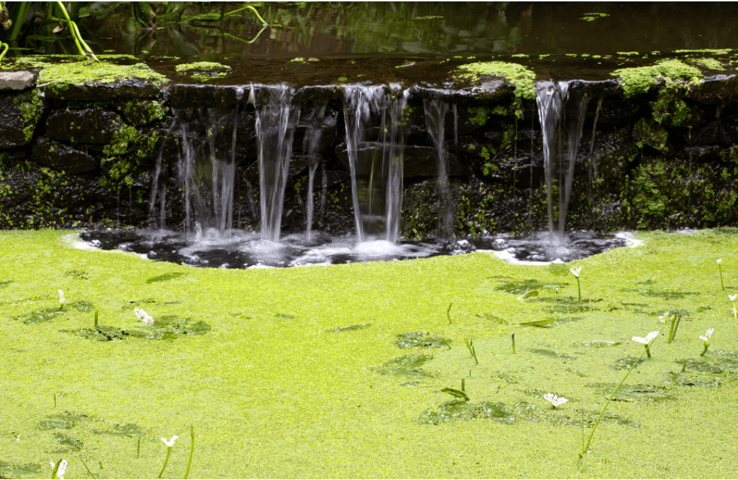 Duckweed-lake-pond.png