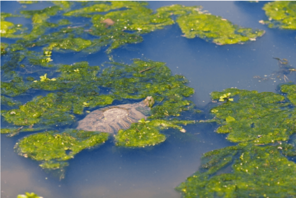 Mucky Water With Turtle.png