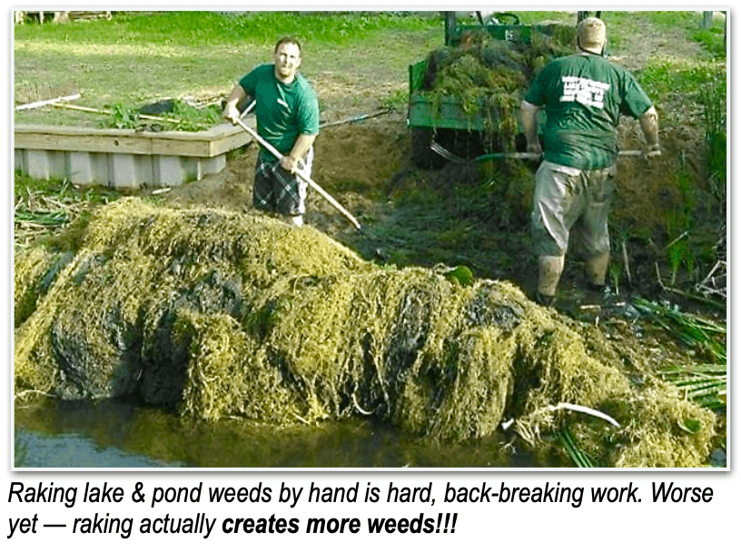 Raking-weeds-more-weeds.png