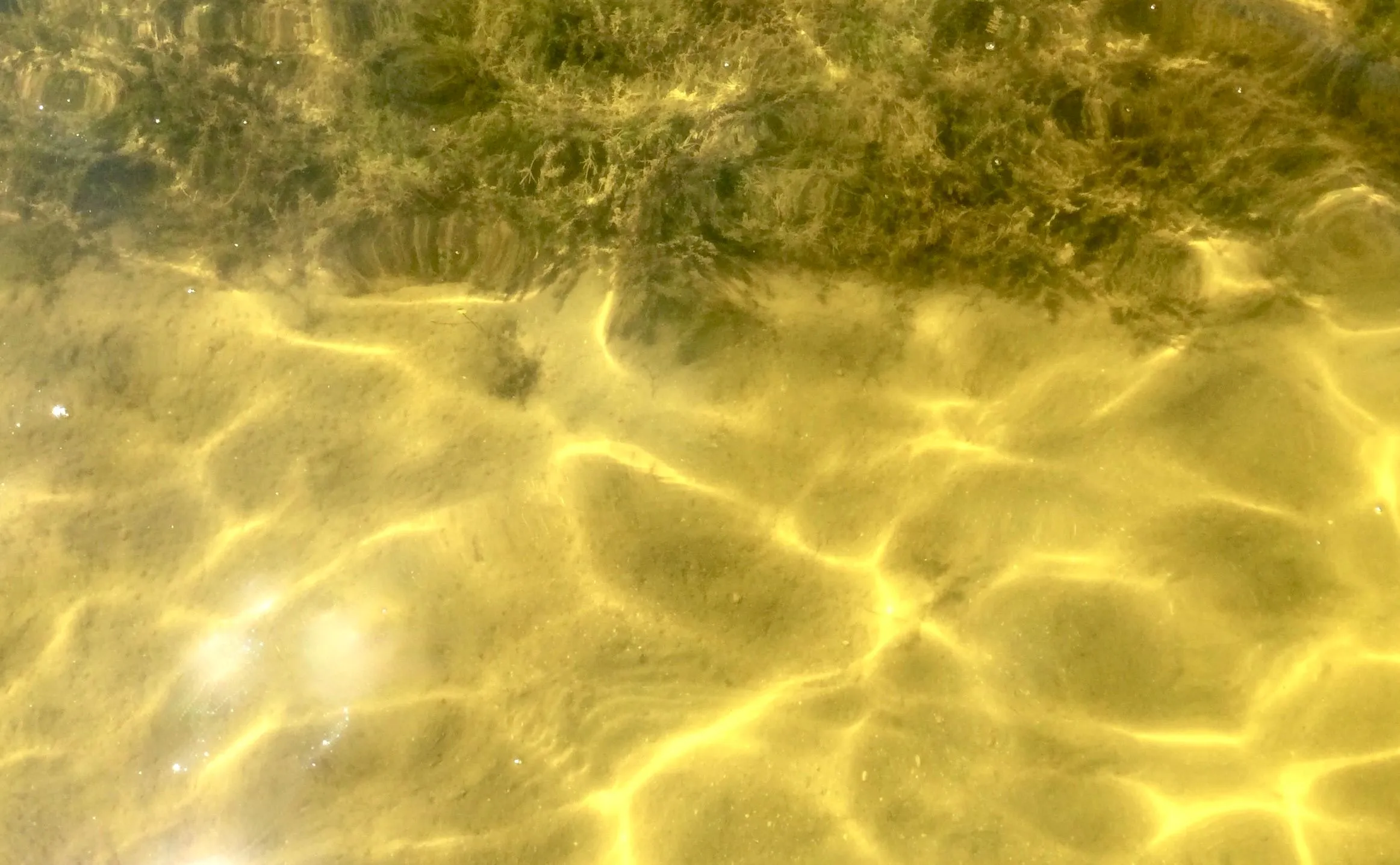 LakeMat underwater kill seaweeds