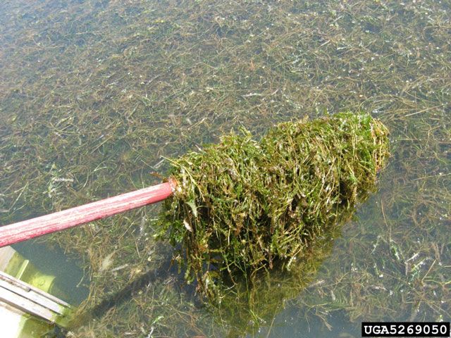 water-weeds-on-oar.jpg